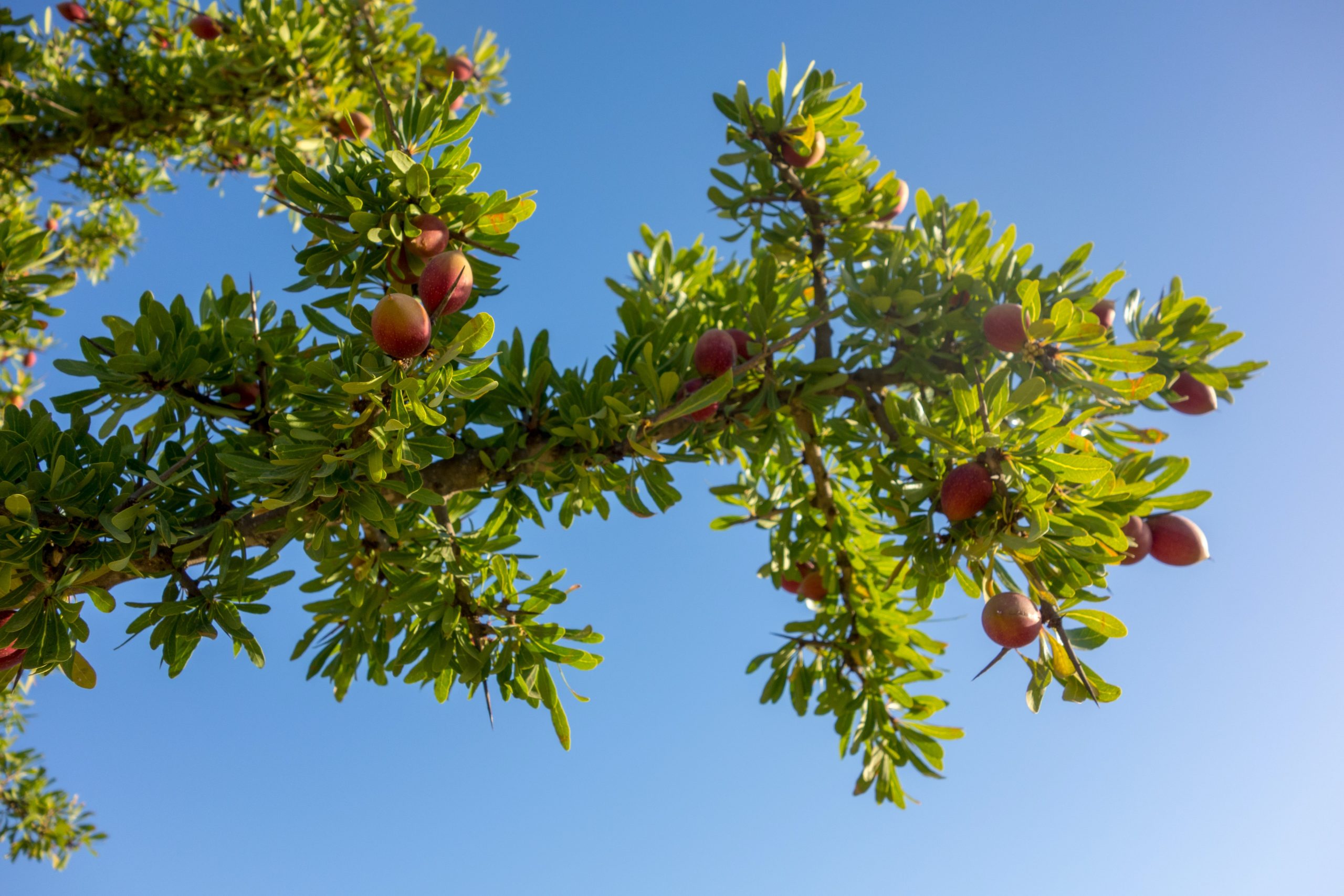 les bienfait de argan